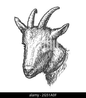 Goat head portrait illustration, drawing, engraving, ink, line art