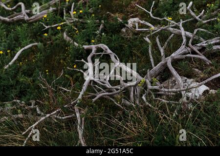 Branches of dry juniper in grass. Old juniper bush withered and remained on the top of mountain to live out its life. A dead plant. Stock Photo