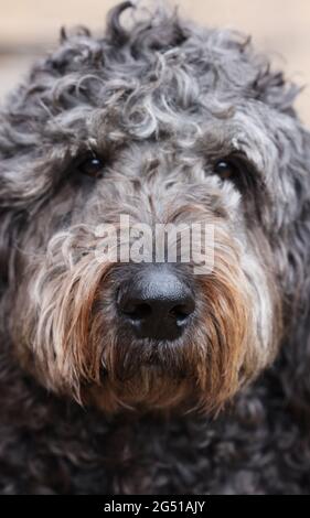 Labradoodle dog Stock Photo