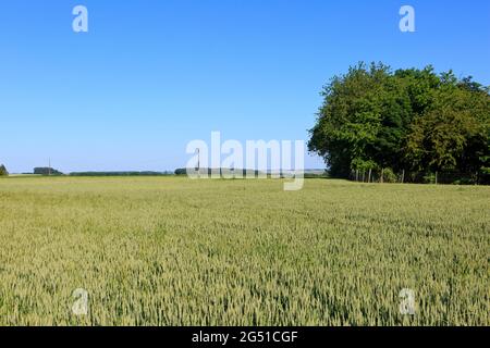 Crash site of the German (Prussian) World War I ace-of-aces captain Manfred von Richthofen (aka Red Baron) in Vaux-sur-Somme (Somme), France Stock Photo