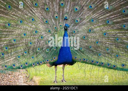 Close view Of a Peacock bird with its tail feathers spread out Stock Photo