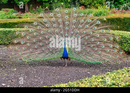 Adult Peacock bird with its tail feathers spread out Stock Photo