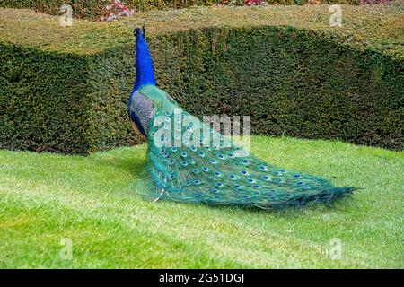 Adult Peacock bird walking on some grass with its feathers trailing behind it Stock Photo