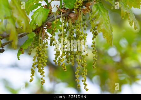 Male flowers of Quercus petraea Stock Photo