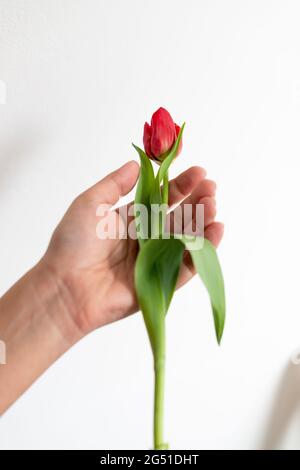 Woman holds single red tulip (tulipa) flower- isolated on white background Stock Photo