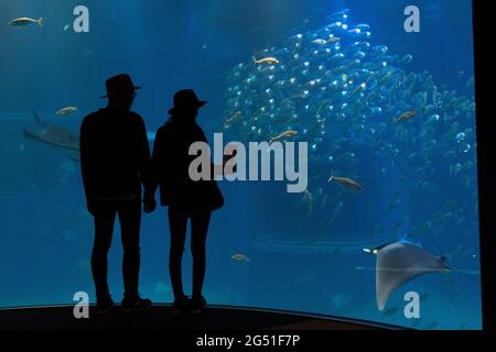 A couple watching sea life at Osaka Aquarium, Japan Stock Photo