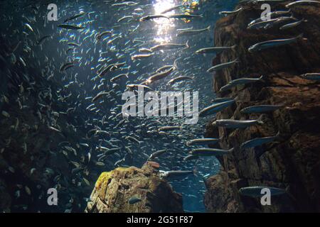 A school of sardines at Osaka Aquarium, Japan Stock Photo