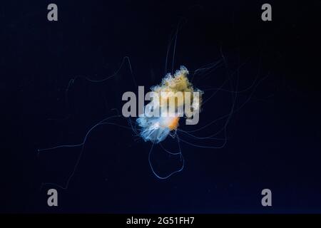 Jellyfish in a tank at Osaka aquarium in Japan Stock Photo