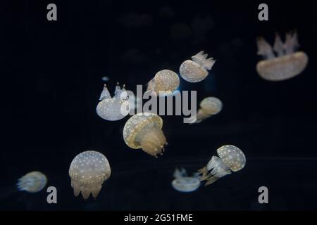 Jellyfish in a tank at Osaka aquarium in Japan Stock Photo