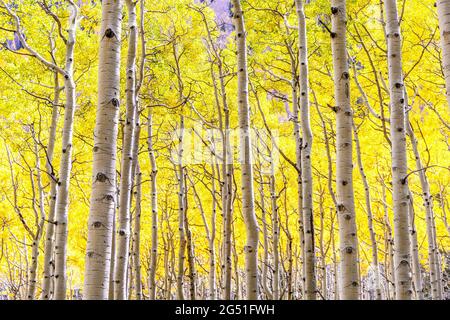 Aspen forest in peak autumn beauty with golden yellow leaves as far as the eye can see in Flagstaff, Arizona. Aspens changing leaves in backlight. Stock Photo