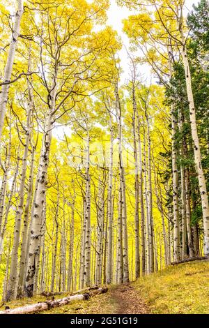 Mountain hiking trail through aspen grove in peak fall beauty. Aspens with changing gold yellow leaves in Flagstaff, Arizona. Stock Photo