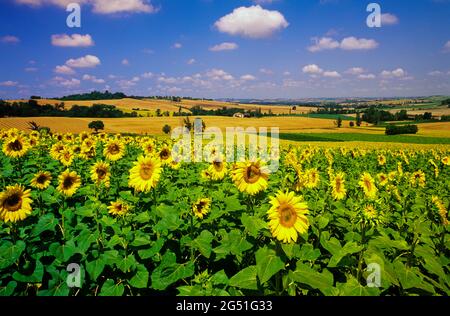 Landscape with sunflower field under blue sky, Lectoure, Occitanie, France Stock Photo