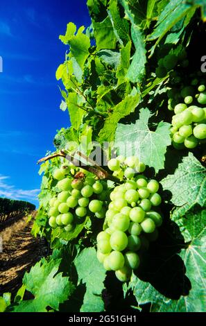 Close-up of unripe grapes on vine, Alsace, France Stock Photo