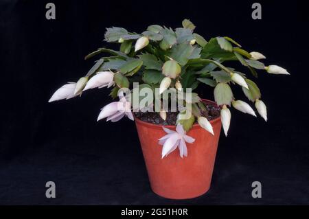 Close up of Schlumbergera truncata or Crab cactus showing unopened white flowers a member of the cactaceae family grow indoors as frost tender Stock Photo