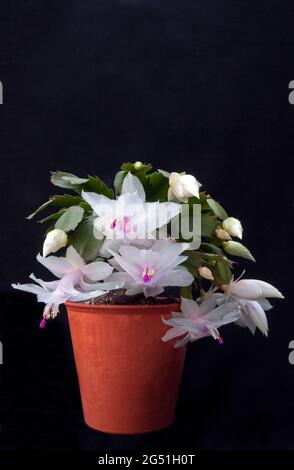 Close up of Schlumbergera truncata or Crab cactus winter flowering with white flowers member of the cactaceae family grow indoors as frost tender Stock Photo
