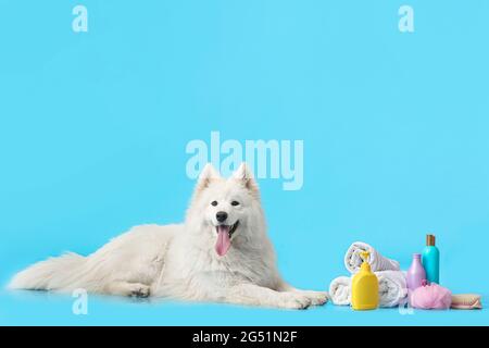 samoyed shampoo