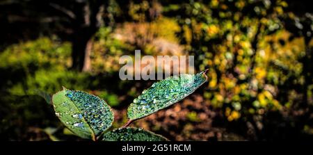 Close-up of green leaf with dew in forest Stock Photo