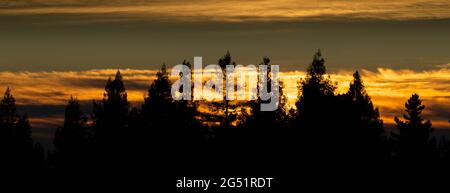Pine tree silhouettes against moody orange sky at sunset, Berkley, California, USA Stock Photo