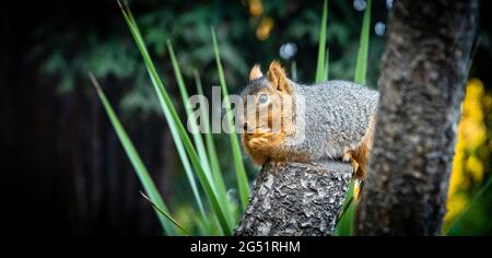 Squirrel sitting on tree stump Stock Photo