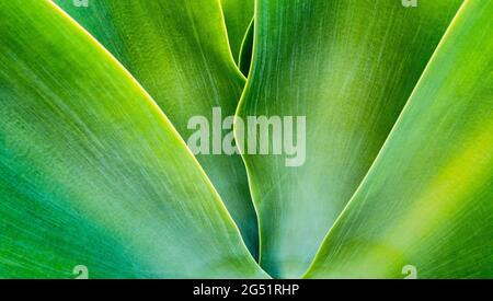 Close-up of green agave plant leaves Stock Photo