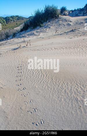 Sand dune at Little Parakeet Bay Stock Photo