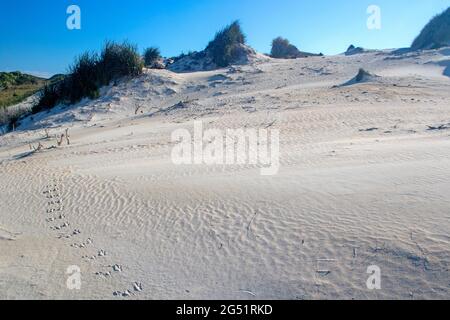 Sand dune at Little Parakeet Bay Stock Photo