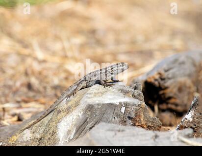 Western Fence Lizard Stock Photo