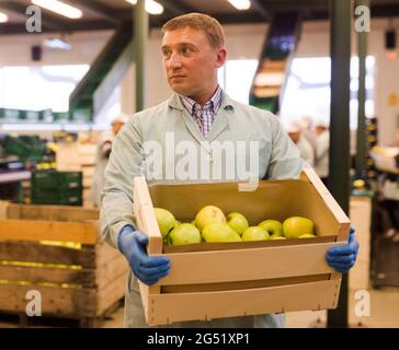 Man arranges boxes with apples at factory Stock Photo