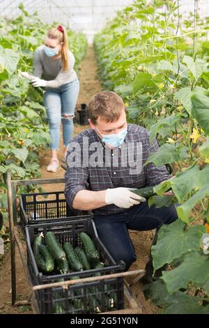 Man and woman in masks harvesting cucumbers Stock Photo