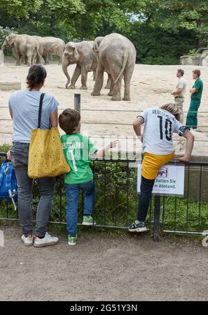 Hamburg, Germany. 24th June, 2021. Dirk Albrecht, Managing Director, gives a treat to the elephant cow 'Yashoda' at Tierpak Hagenbeck. In the elephant oracle for the European Football Championship, 'Yashoda' amazingly guessed correctly three times. Credit: Georg Wendt/dpa/Alamy Live News Stock Photo