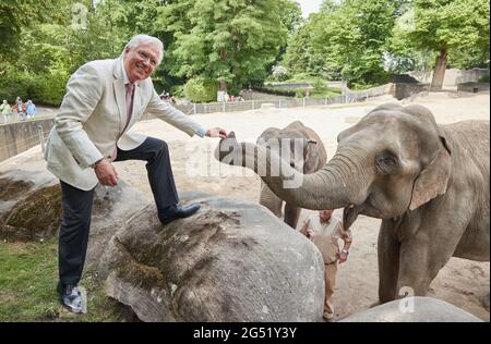 Hamburg, Germany. 24th June, 2021. Dirk Albrecht, Managing Director, gives a treat to the elephant cow 'Yashoda' at Tierpak Hagenbeck. In the elephant oracle for the European Football Championship, 'Yashoda' amazingly guessed correctly three times. Credit: Georg Wendt/dpa/Alamy Live News Stock Photo