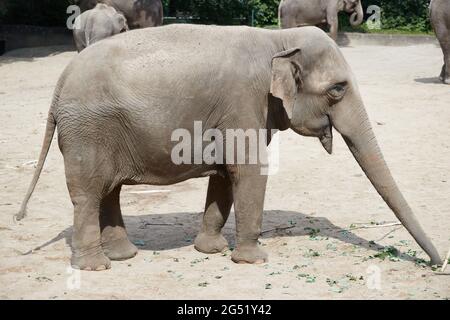 Hamburg, Germany. 24th June, 2021. The elephant cow 'Yashoda' stands in the elephant enclosure and eats leaves. In the elephant oracle for the European Football Championship, 'Yashoda' amazingly guessed correctly three times. Credit: Georg Wendt/dpa/Alamy Live News Stock Photo