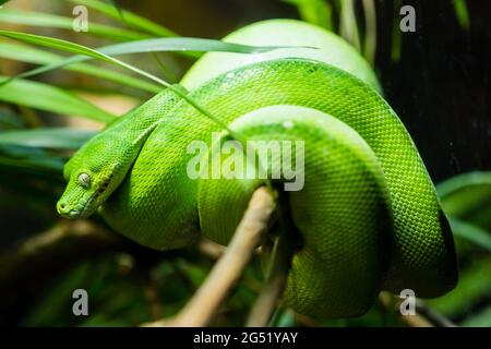 A green tree python in Bungarribee Stock Photo
