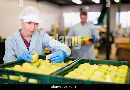 Young woman working at fruit warehouse, checking apples in boxes before storage or delivery to stores Stock Photo
