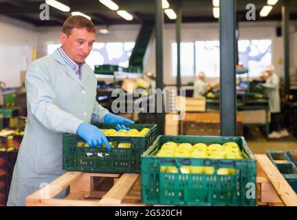 Man arranges boxes with apples after packaging at apples factory Stock Photo