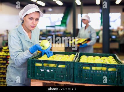 Young woman working at fruit warehouse, checking apples in boxes before storage or delivery to stores Stock Photo