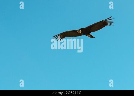 Andean condor (Vultur gryphus) flying with blue sky background, Colca Canyon, Arequipa, Peru. Stock Photo