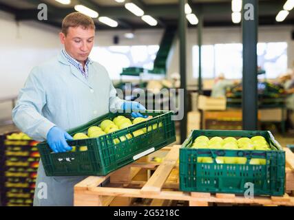 Man arranges boxes with apples after packaging at apples factory Stock Photo