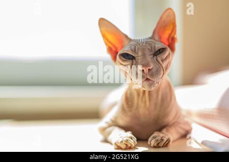 Light pink colored Don Sphynx cat Stock Photo