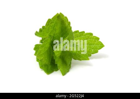Lemon balm branch isolated on white background. Plant for adding to drinks Stock Photo