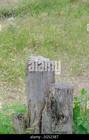 Two dry stumps against a background of green grass. Trunk of a dead tree with snails crawling on it. Daytime, outdoors. Stock Photo