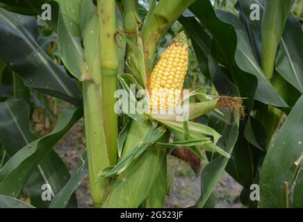 Growing maize and estimating corn yield. A close-up of a large corn ear, corn cob on a corn plant with ripe kernels. Stock Photo