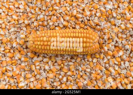 Fresh farm produce of organic corn cob or maize kernel lying on background of its separated grains for moisture removal during harvesting season. Stock Photo