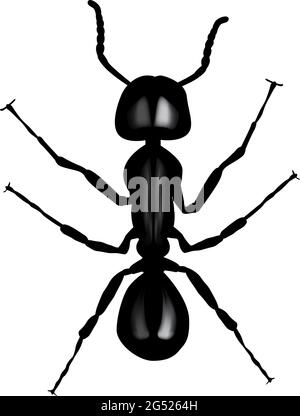 Black ant. Vector illustration on white background Stock Vector