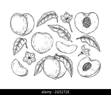 Set of hand drawn peach clip art. Vector illustration in sketch style. Design element for package, label, poster, print, menu Stock Vector