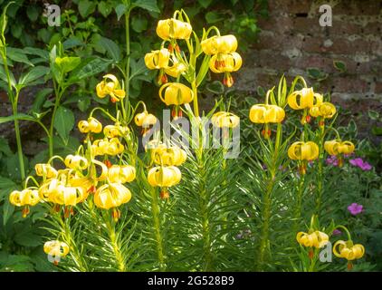 Lilium pyrenaicum, the yellow Turk's cap lily, England, UK Stock Photo