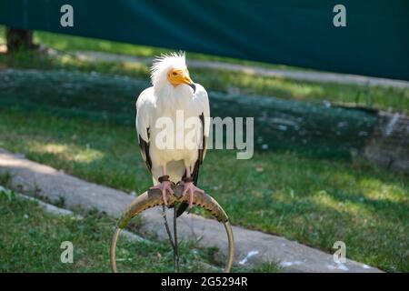 Egyptian vulture (Neophron percnopterus) in Cabarceno Natural Park in Cantabria, Spain. Stock Photo