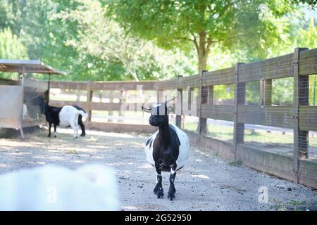 Two black and white goats in Cabarceno Natural Park in Cantabria, Spain. Stock Photo