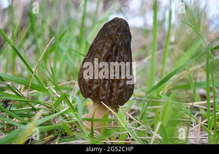 Morchella elata is also known as black morel. Spring edible morel mushroom growing in green grass Stock Photo