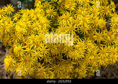 Yellow flowering Senecio jacobaea - Common Ragwort Stock Photo